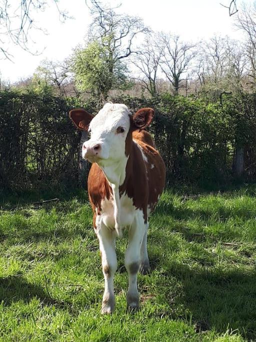 Gite A La Ferme, Avec Animaux, Fromages Et Nature Neuville-les-Decize Экстерьер фото